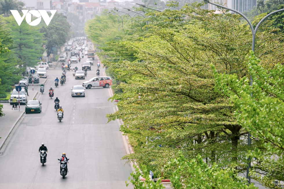 Đường phố Hà Nội đẹp ngỡ ngàng dưới những hàng cây bàng lá nhỏ xanh mơn mởn - Ảnh 11.